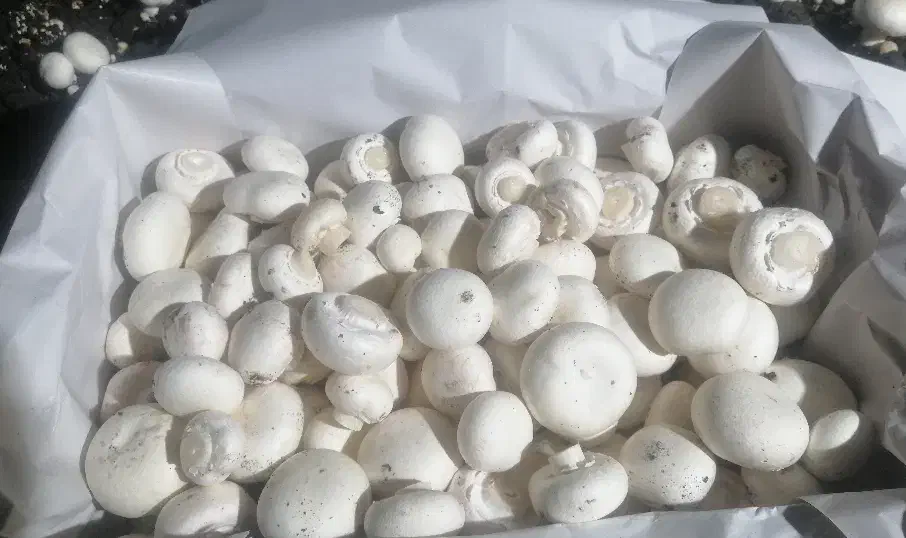 قارچ دکمه ای درجه یک|خوردنی و آشامیدنی|شیراز, شهرک صدا و سیما|دیوار