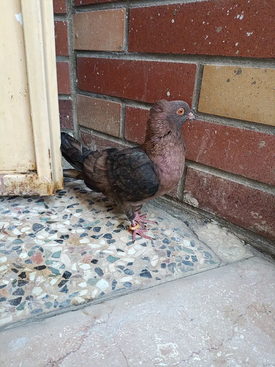 کبوتر ارشینگل|پرنده|مسجد سلیمان, |دیوار