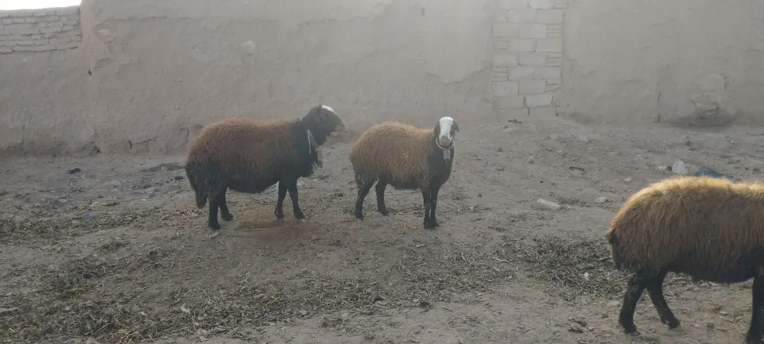 یک راس قوچ|حیوانات مزرعه|نیشابور, ماروسک|دیوار