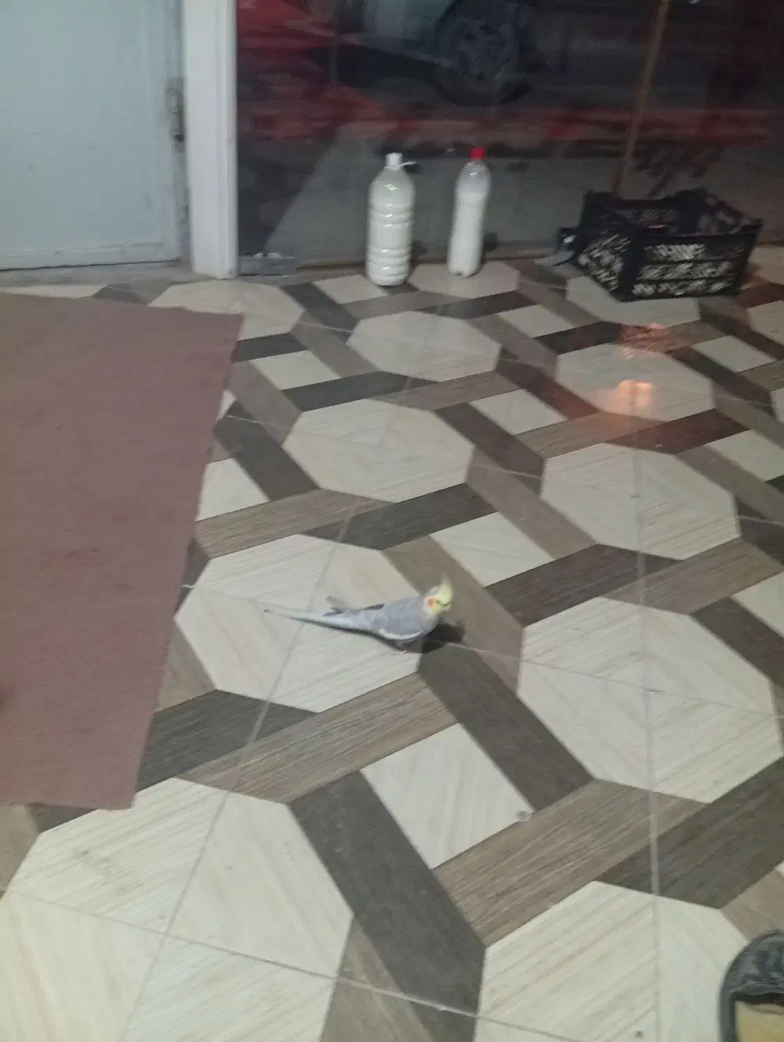 دو عدد عروس هلندی نر|پرنده|کنگاور, |دیوار