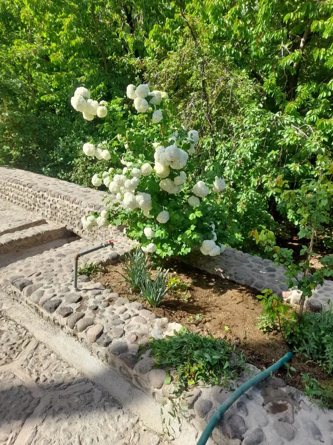 باغبانی|خدمات باغبانی و درختکاری|یزد, |دیوار