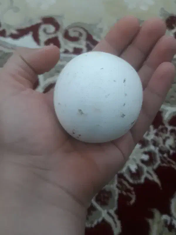 سنگ آسیاب|کلکسیون اشیاء عتیقه|ملایر, |دیوار