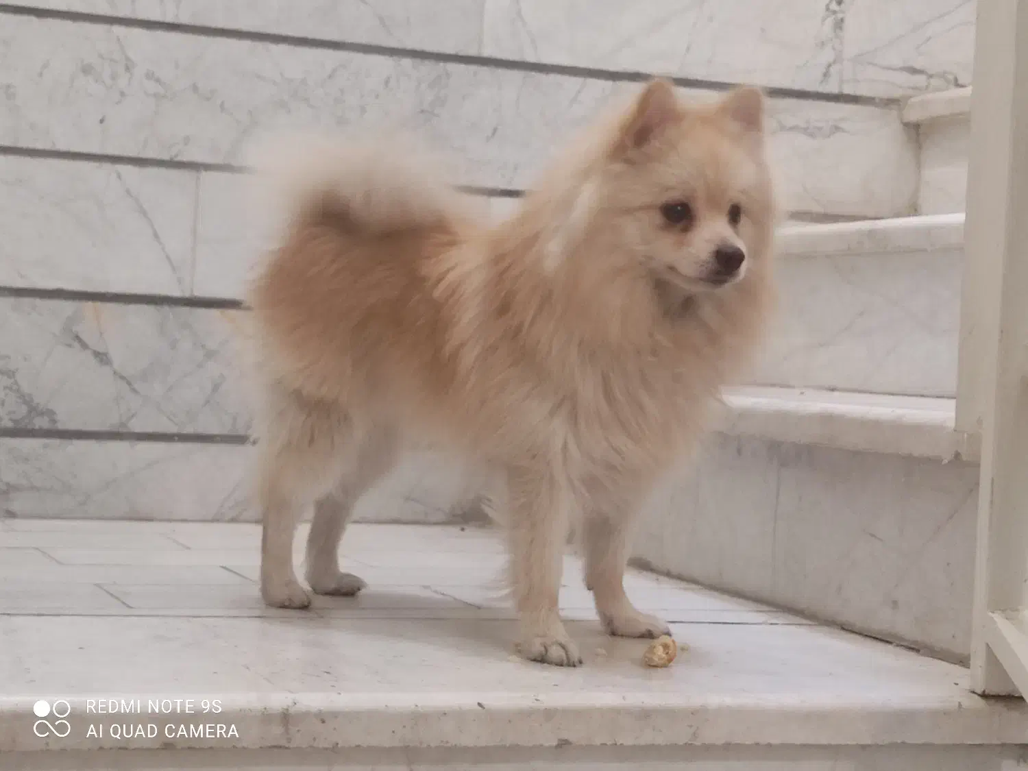 پامرین|سگ|قزوین, |دیوار