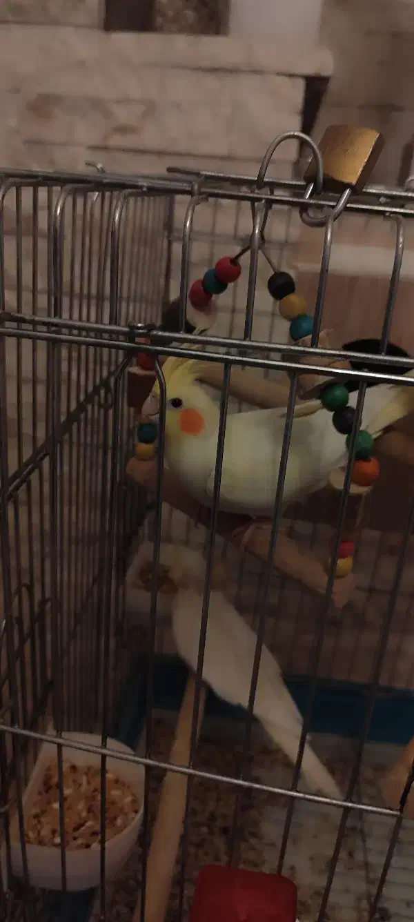 عروس هلندی|پرنده|شیراز, شهرک قمشه|دیوار