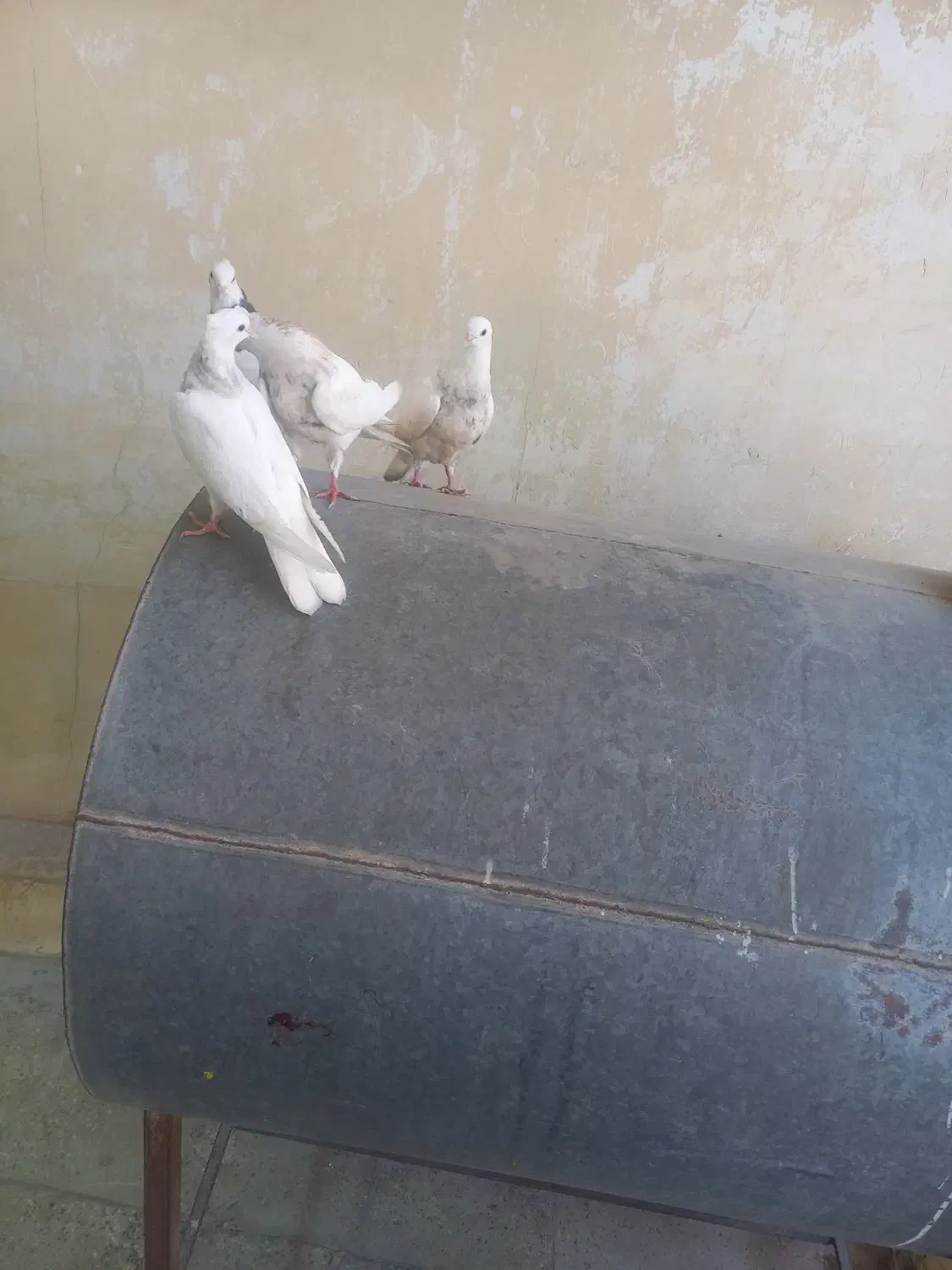 کبوتر طوقی شازده یا سرور|پرنده|شیراز, شهرک رضوان|دیوار