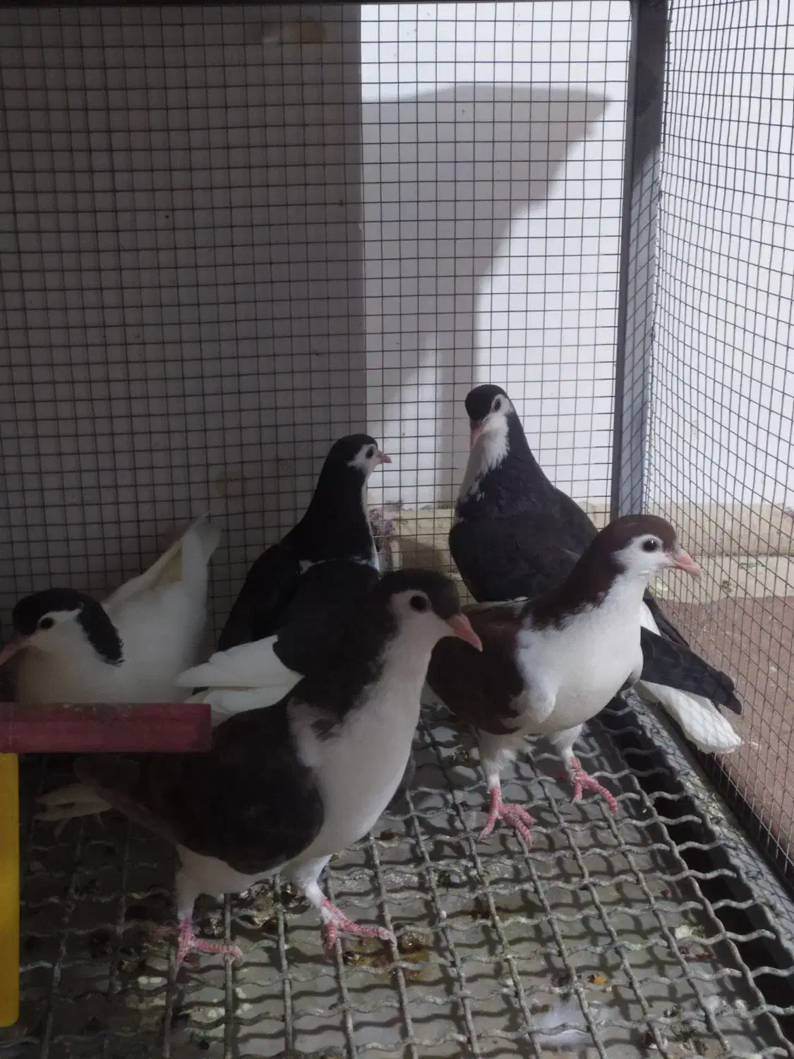 کفتر گرفتنی|پرنده|خوشاب, |دیوار