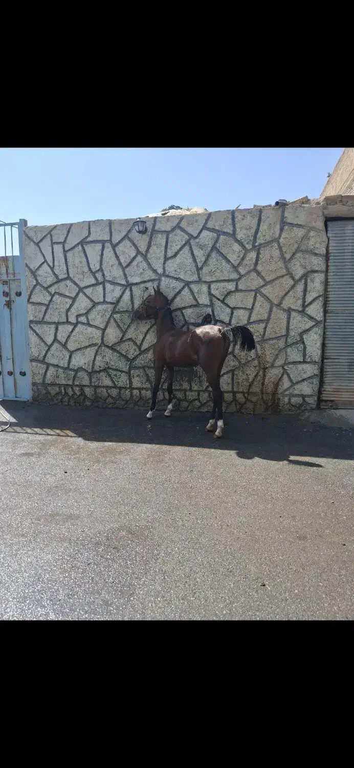 اسب کرد|اسب و تجهیزات اسب‌سواری|فلاورجان, |دیوار