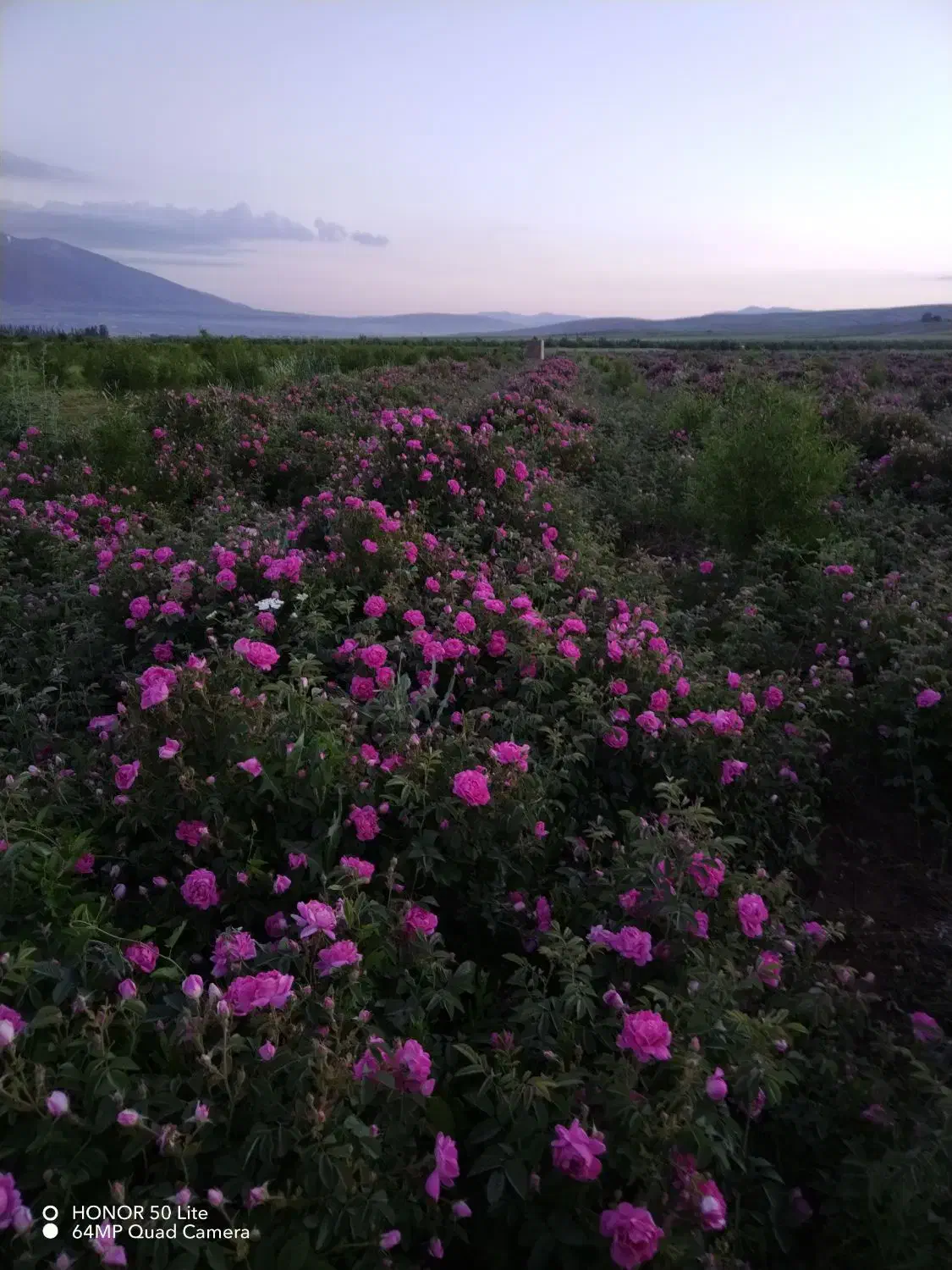 نهال گل محمدی|خدمات باغبانی و درختکاری|سیلوانه, |دیوار