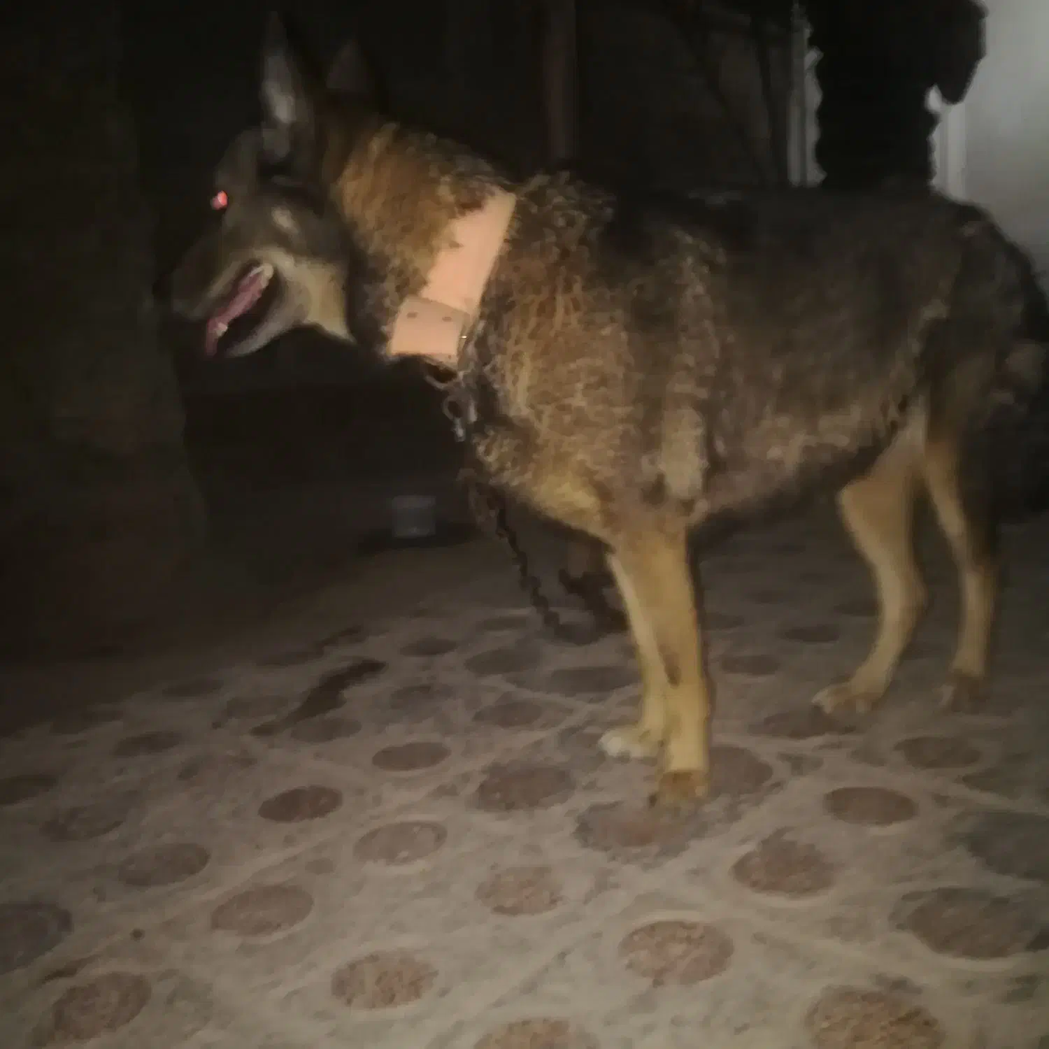 فروش سگ ژرمن پلییسی|سگ|شادگان, |دیوار