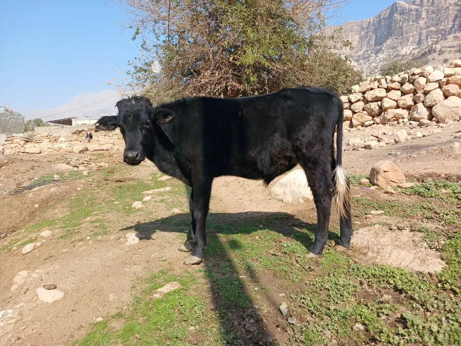 یک عددپل|حیوانات مزرعه|اندیکا, |دیوار