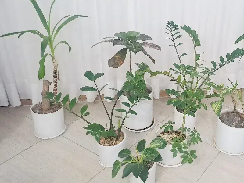 ۷ عدد گل|گل و گیاه طبیعی|سبزوار, گلشن|دیوار