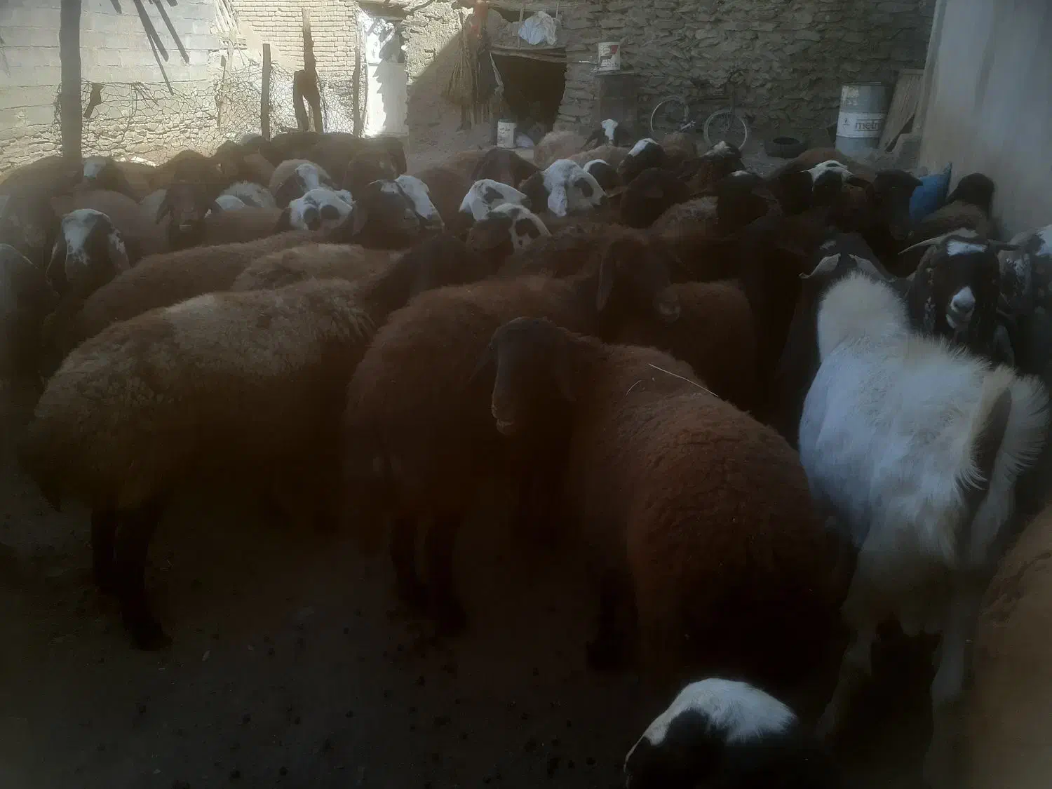 شیشک ومیش ابستن وزاییده|حیوانات مزرعه|ملایر, |دیوار