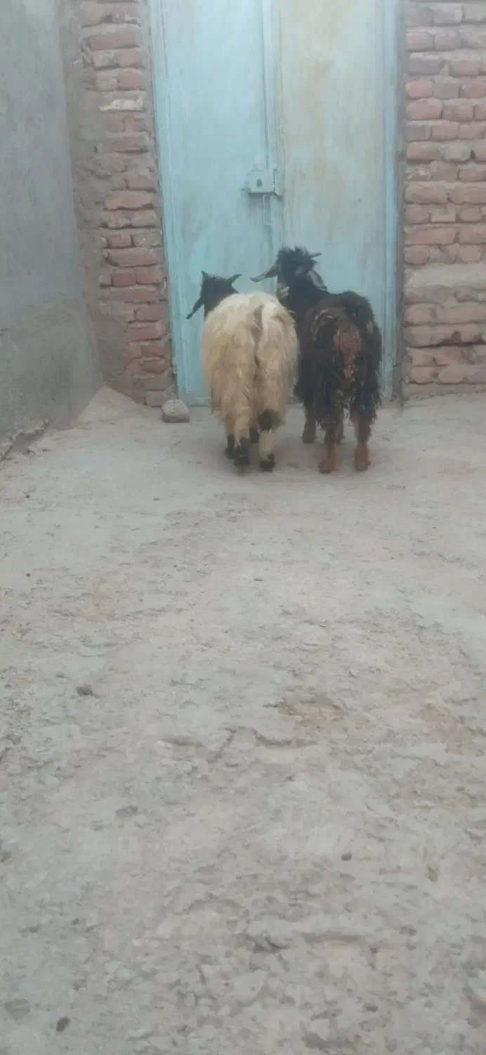 2عدد بزغاله|حیوانات مزرعه|بناب, |دیوار