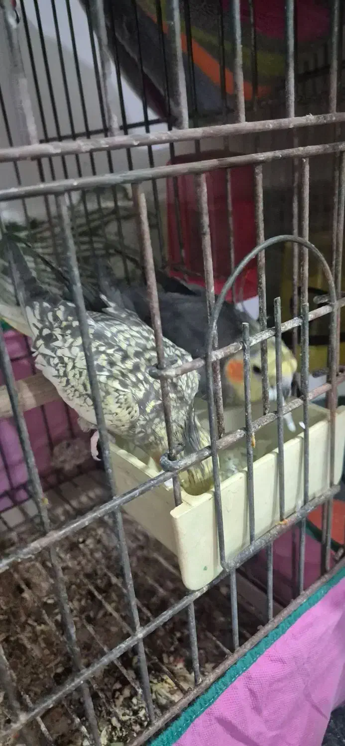 جوجه سرلاکی عروس هلندی|پرنده|بندر ماهشهر, |دیوار