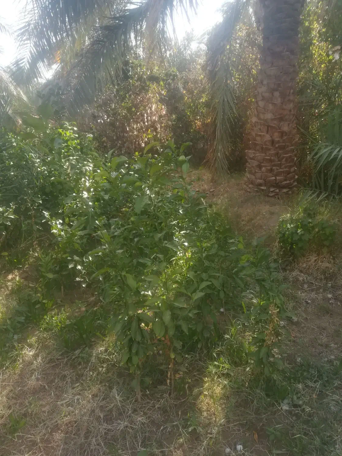 فروش نهال محلی تضمینی|خدمات باغبانی و درختکاری|نگین کویر, |دیوار