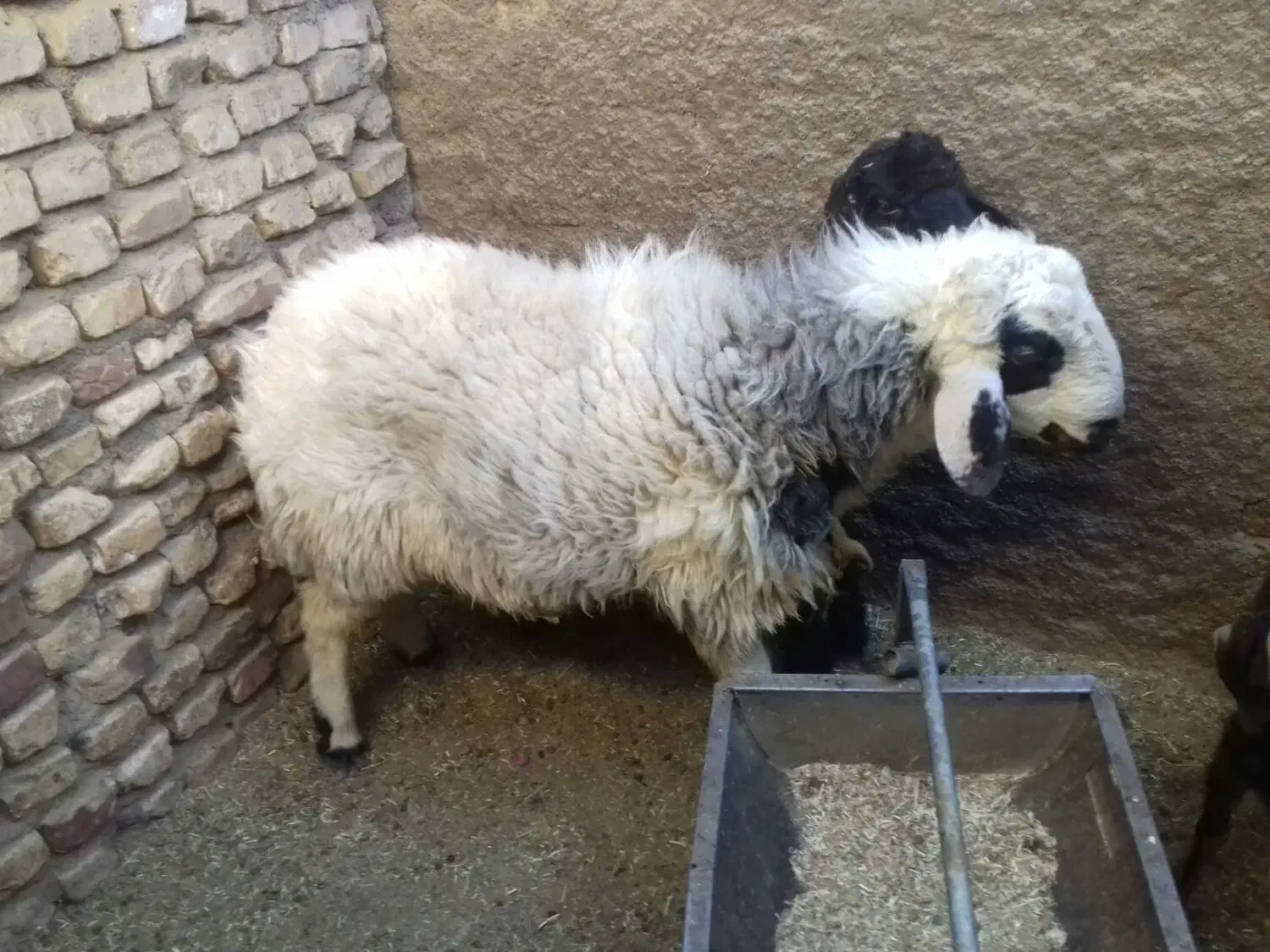 4راس بره نر|حیوانات مزرعه|مهریز, |دیوار