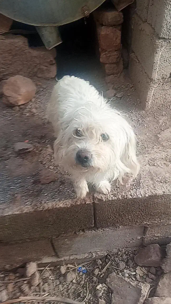 سگ پاکوتاه باهوش|سگ|بم, |دیوار