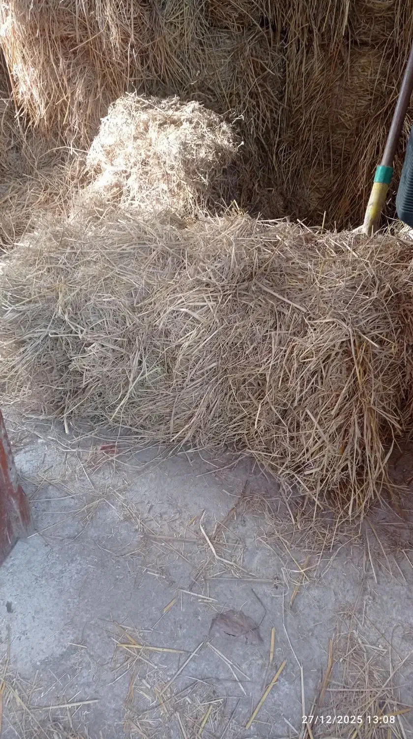 سرچینا|لوازم جانبی حیوانات|کوچصفهان, |دیوار