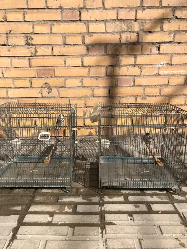 سهره ماده|پرنده|کرمان, |دیوار