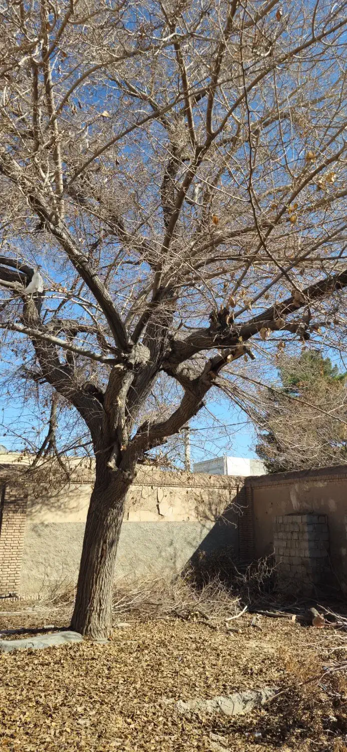 برش انواع چوب|خدمات باغبانی و درختکاری|ماهان, |دیوار