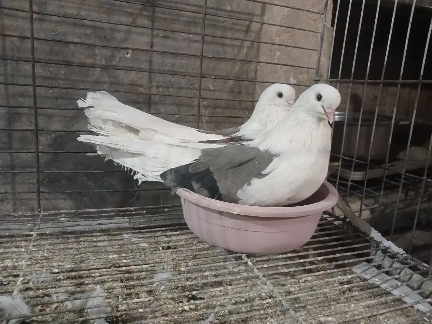 فروش کبوتر نقش|پرنده|تفت, |دیوار