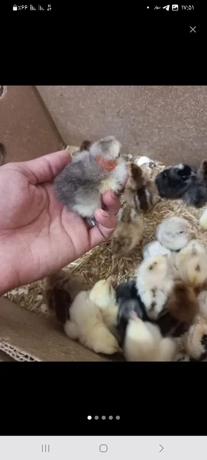 جوجه|حیوانات مزرعه|گتوند, |دیوار