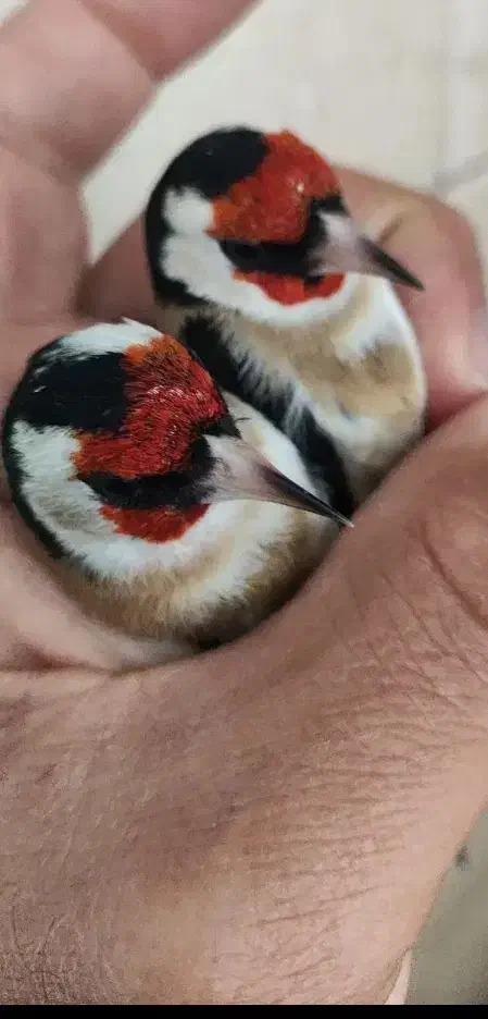 سهره|پرنده|مراغه, |دیوار