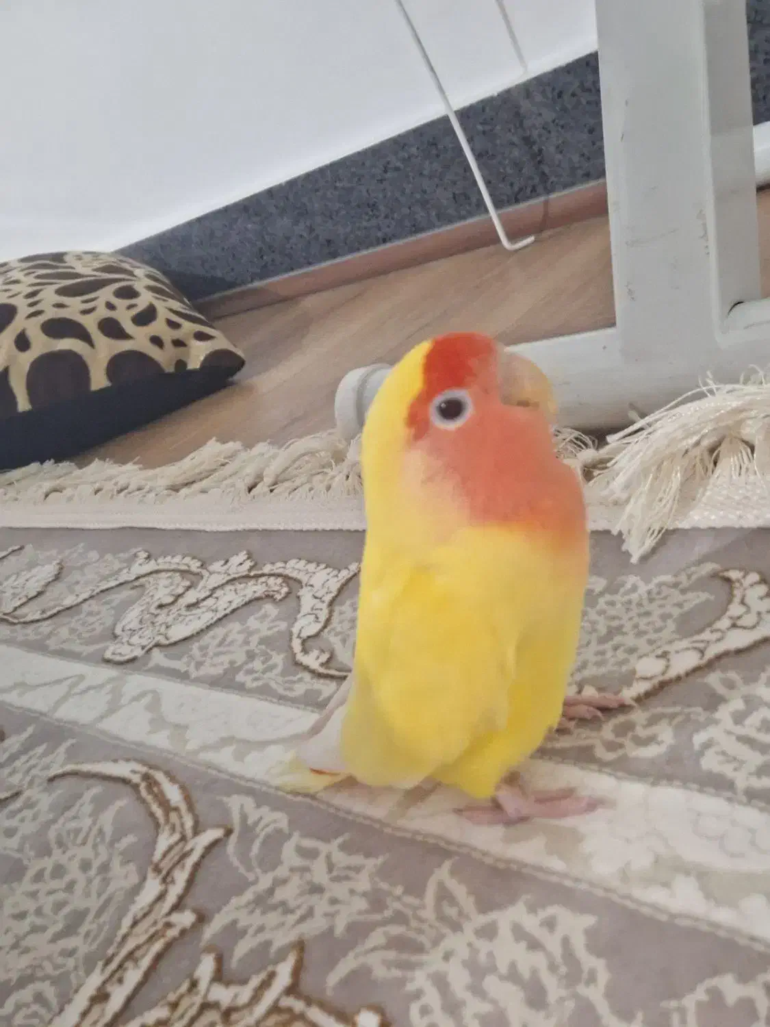 طوطی برزیلی|پرنده|سردشت, |دیوار