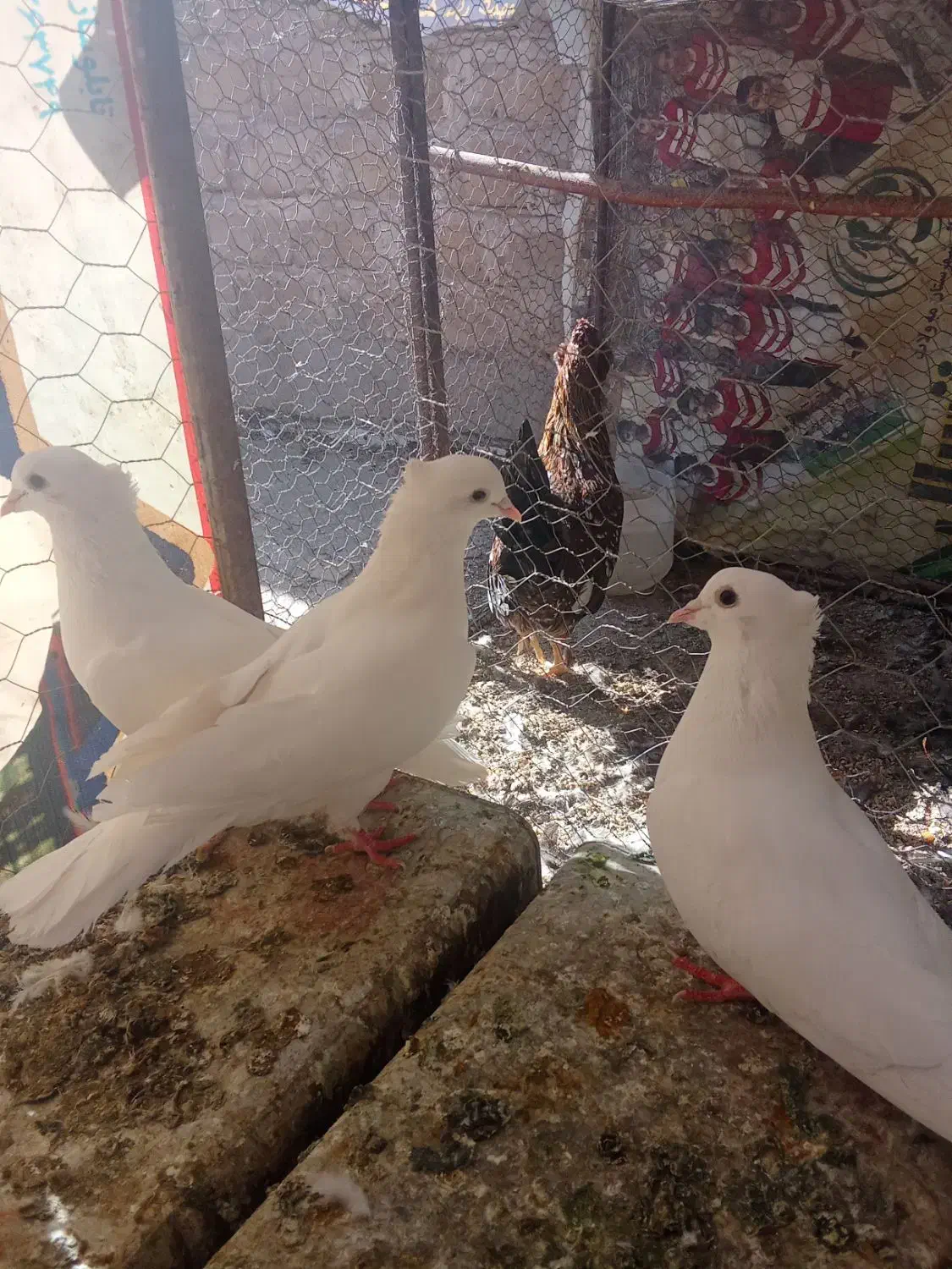 چند جفت کفتر هرکس خواست تا قیمت بدم|پرنده|مه ولات, |دیوار