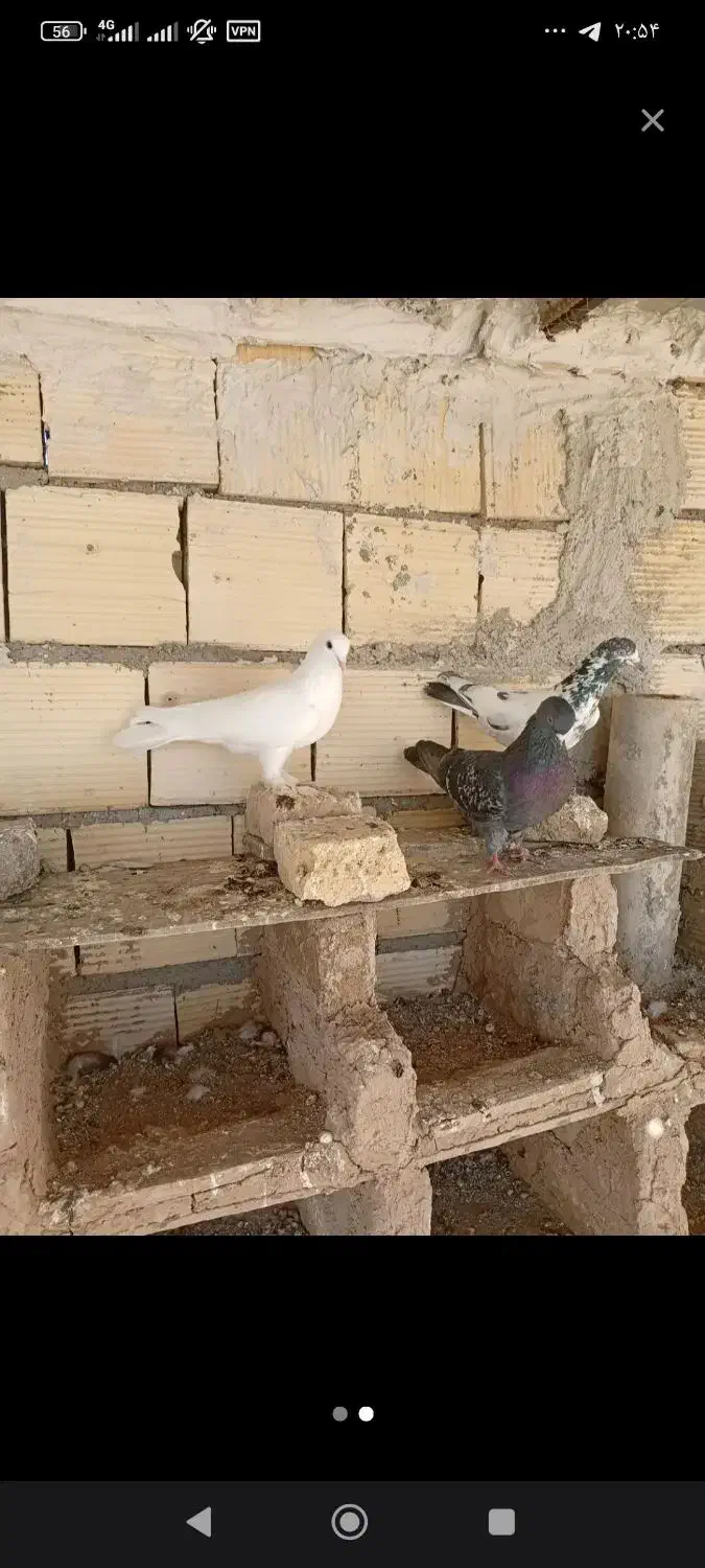 کفتر|پرنده|مرند, |دیوار