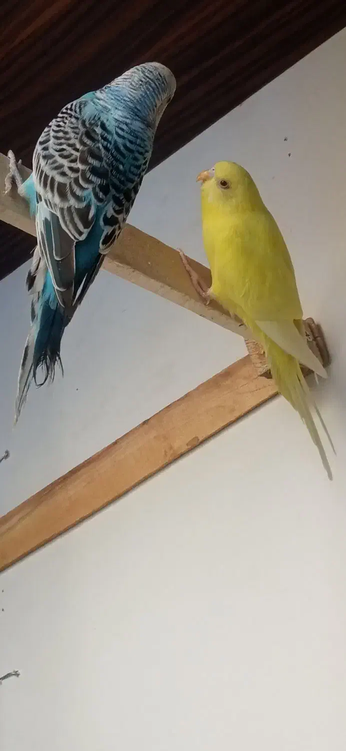 مرغ عشق|پرنده|حاجی آباد, |دیوار