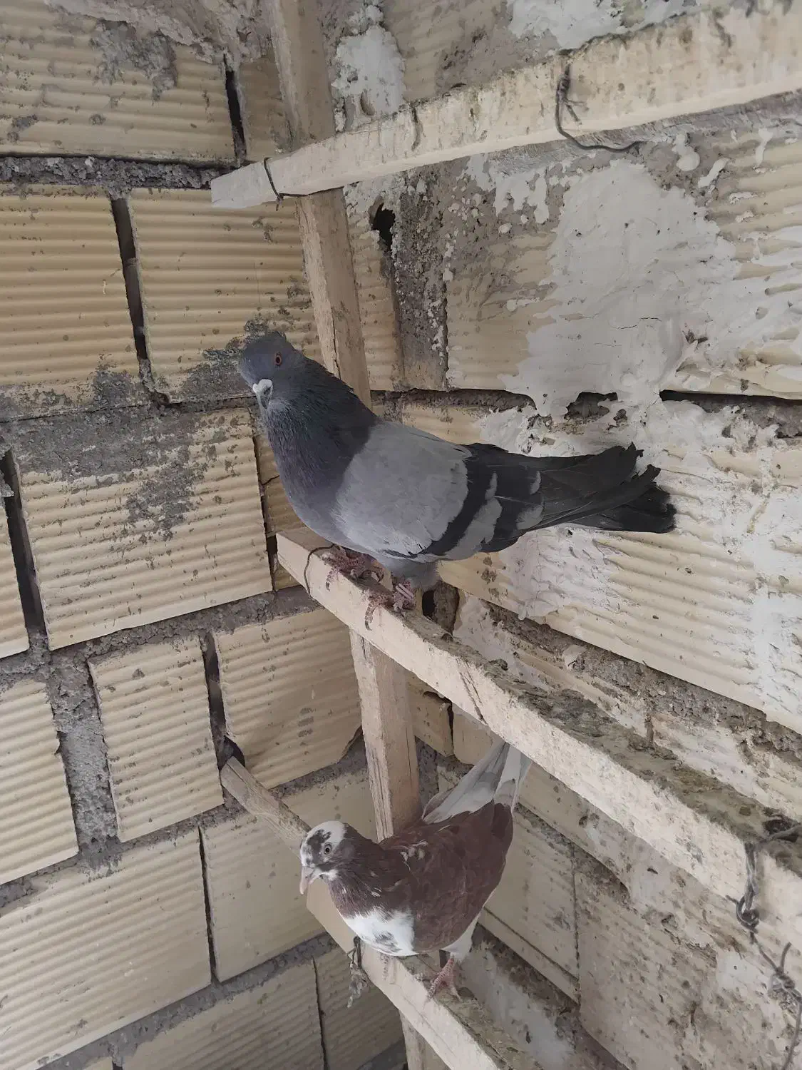 کبوتر|پرنده|سلطانیه, |دیوار