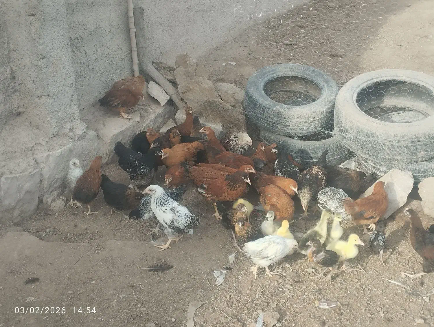 جوجه مرغ|حیوانات مزرعه|سیدآباد, |دیوار