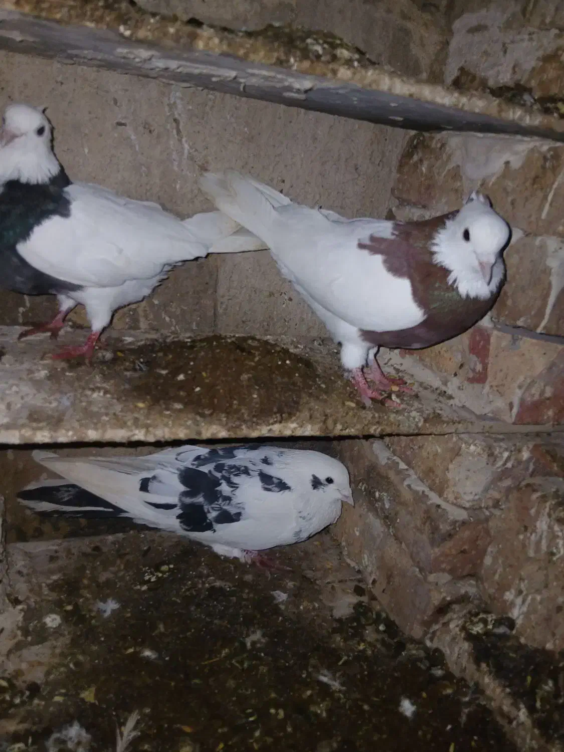 کبوتر طوقی|پرنده|تبریز, |دیوار