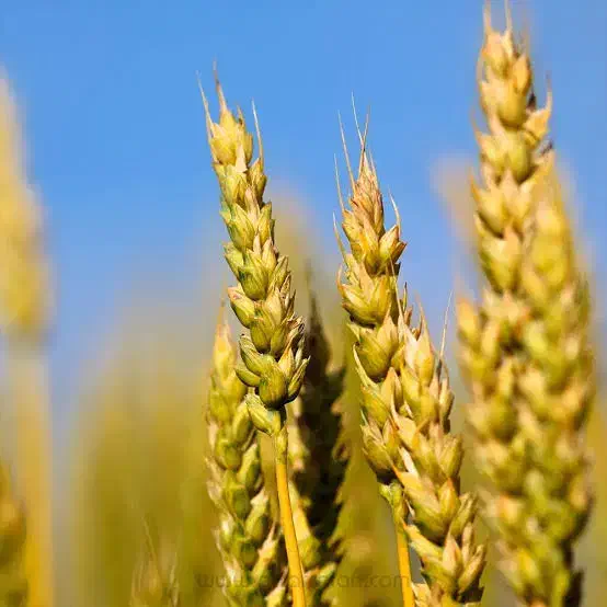 گندم|عمده‌فروشی|فیروزآباد (فارس), |دیوار