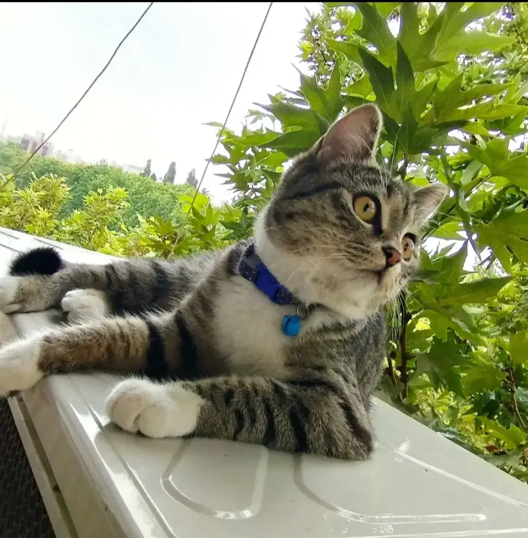 رایگان|گربه|ساری, |دیوار