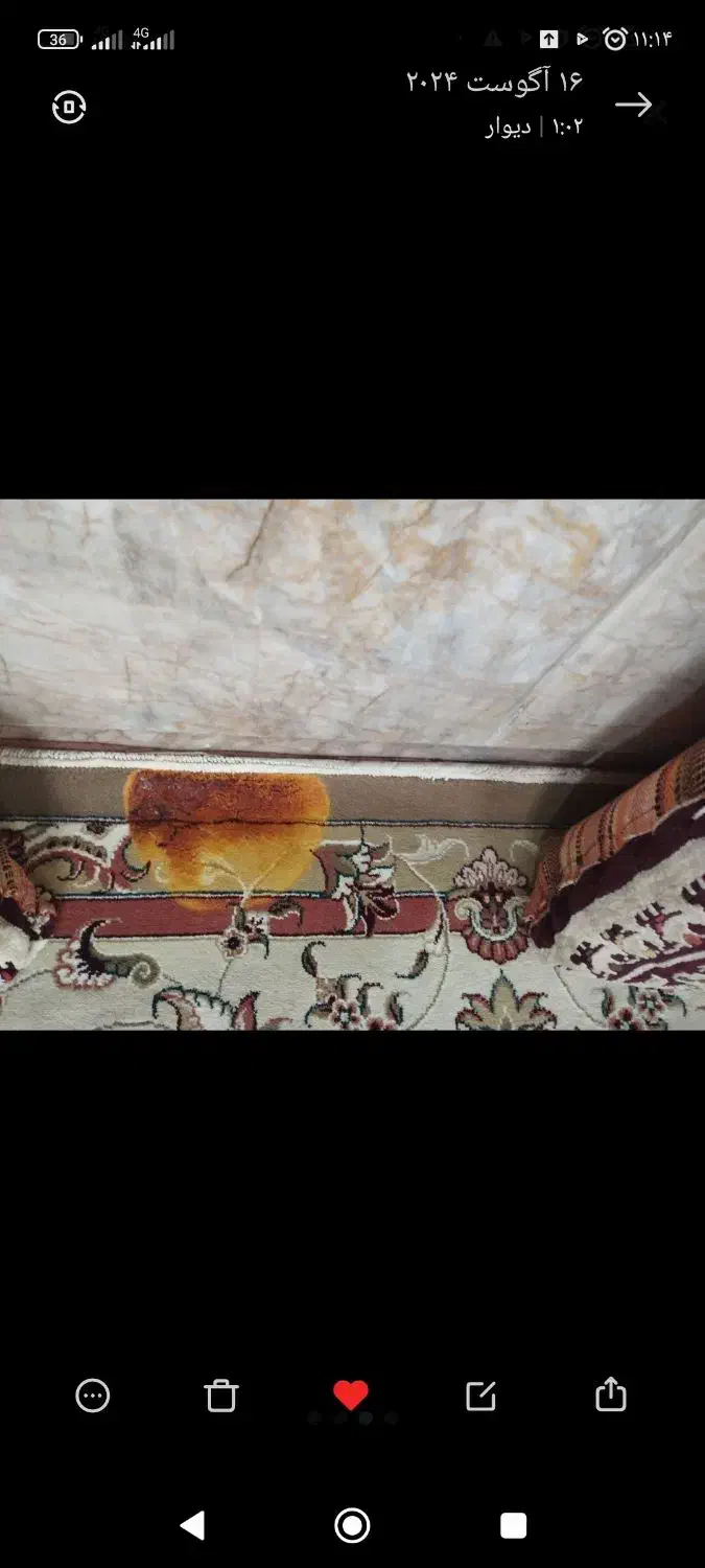 دو عدد فرش ۱۲متری|فرش|رضویه, |دیوار