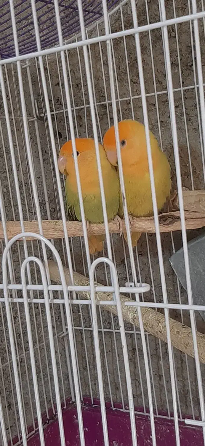 طوطی برزیلی اوپال نارنجی|پرنده|کرج, شهرک سهرابیه|دیوار