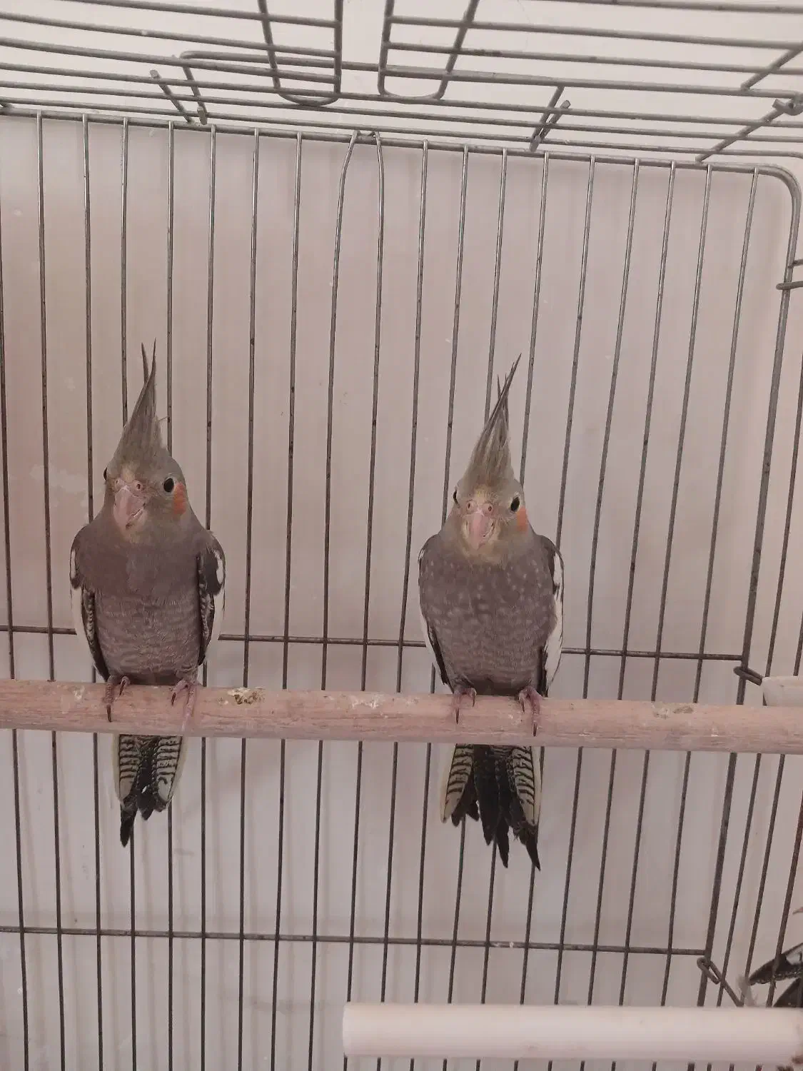 عروس هلندی|پرنده|کرج, کیانمهر|دیوار