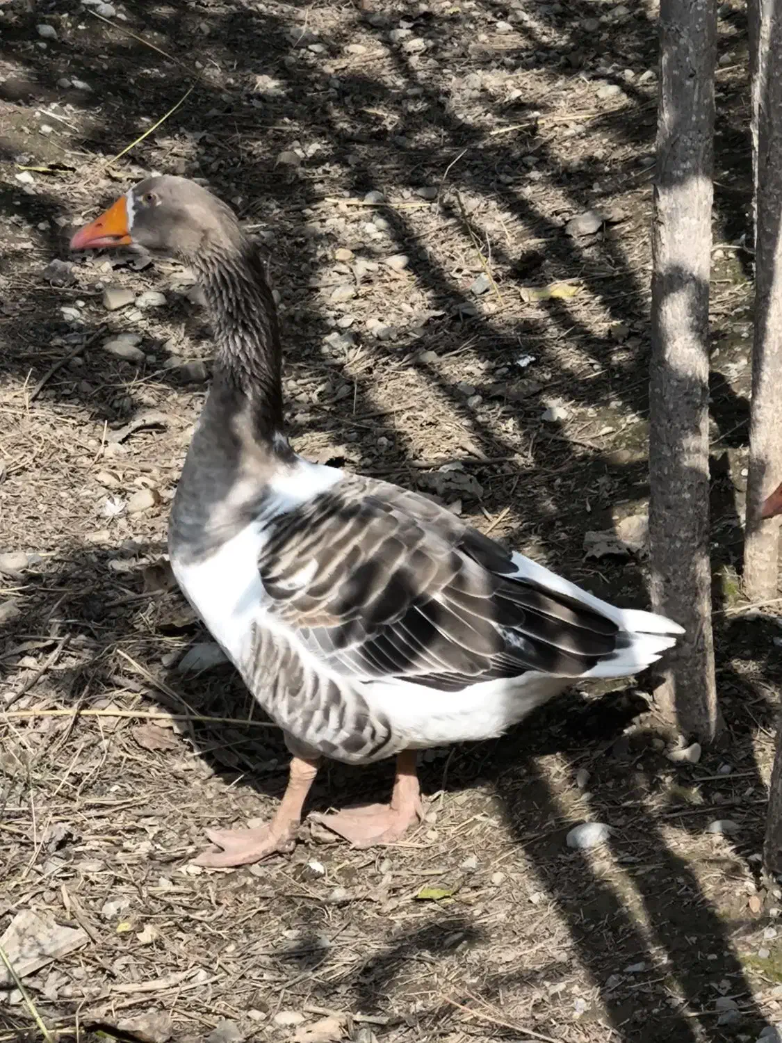 غاز دورگ|حیوانات مزرعه|گرگان, |دیوار