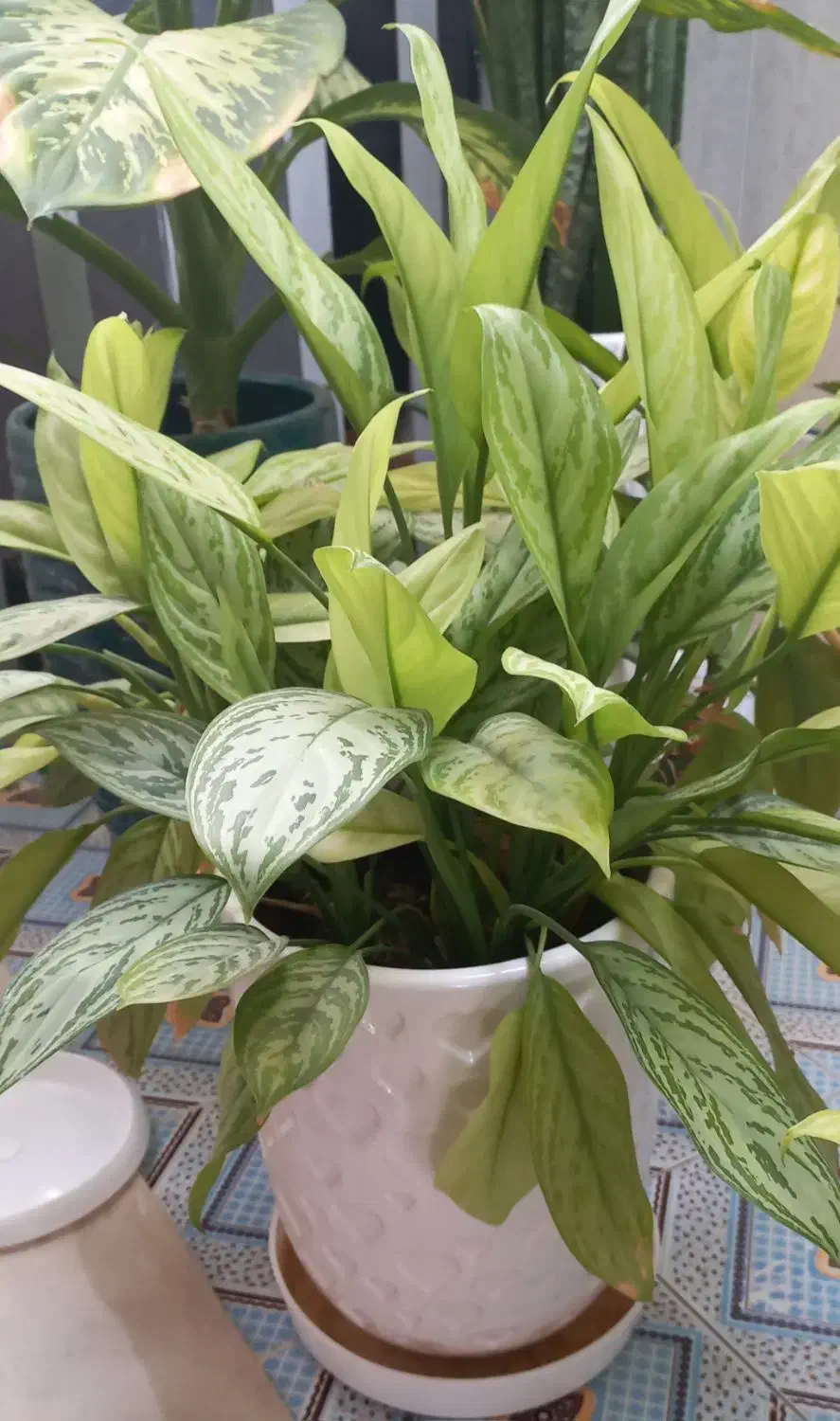 گل طبیعی|گل و گیاه طبیعی|شیراز, زیباشهر|دیوار