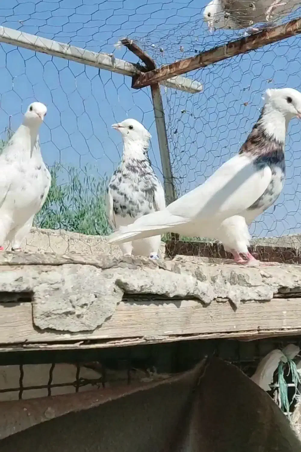 کبوتر طوقی  دهلران|پرنده|ایلام, |دیوار