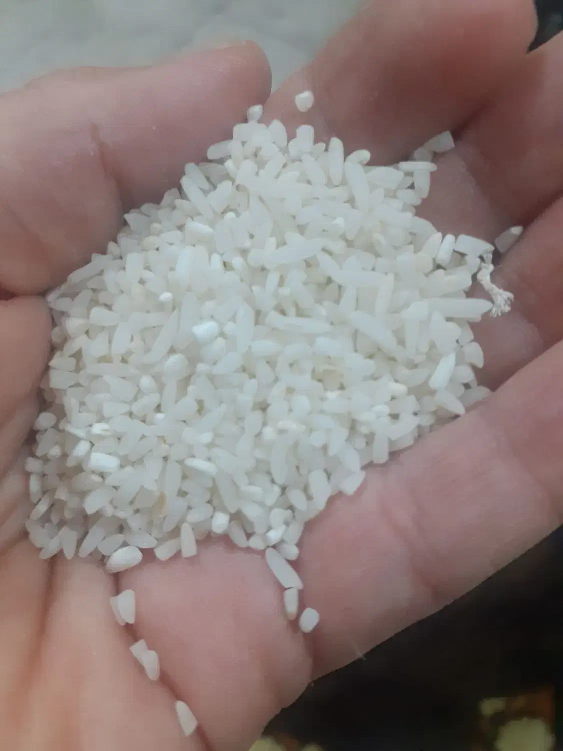 برنج نیمدانه طارم فریدونکنار|خوردنی و آشامیدنی|مشهد, کارمندان دوم|دیوار