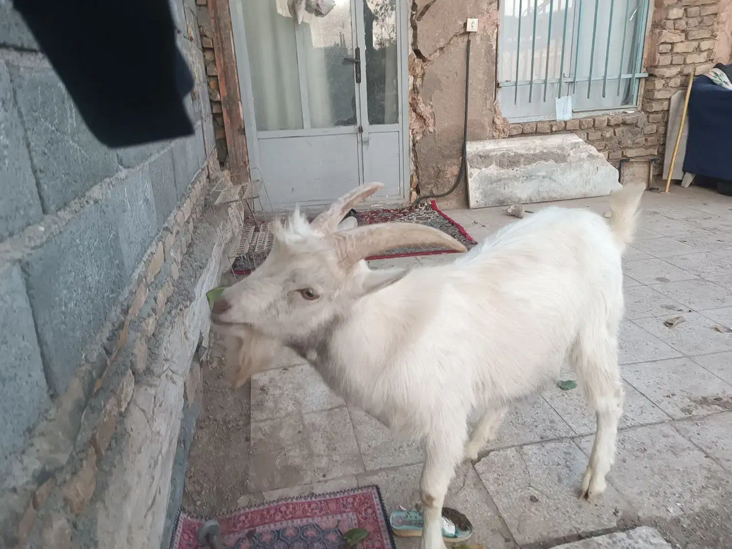 بزغاله نر سانن|حیوانات مزرعه|سبزوار, رباط|دیوار