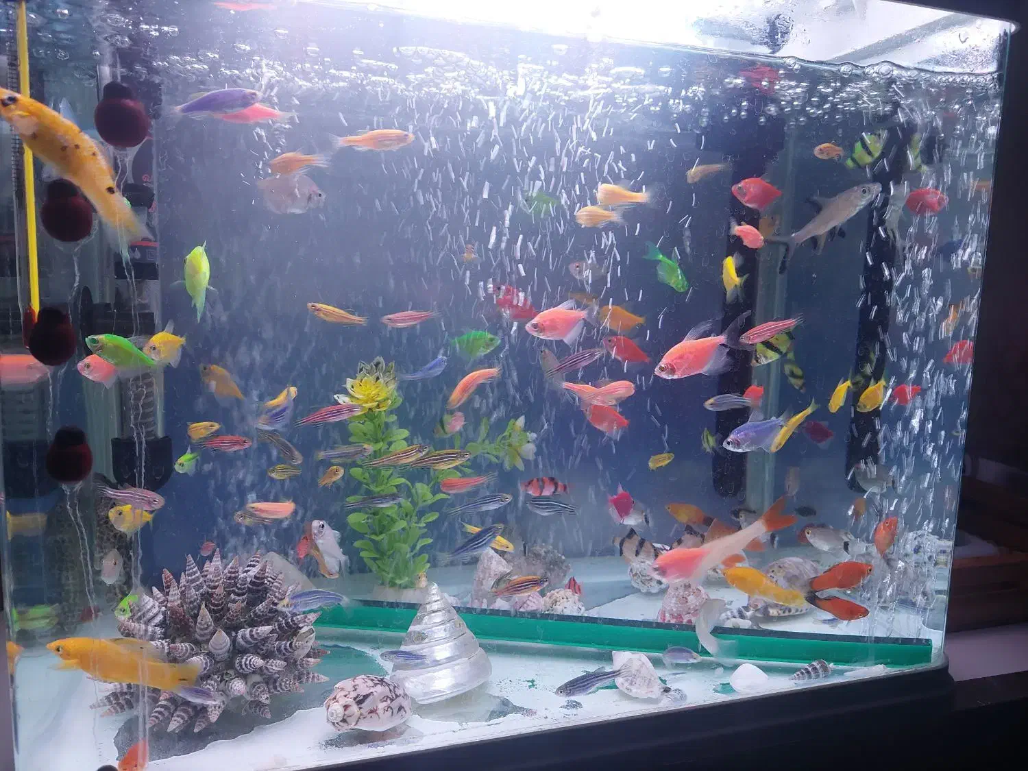 اکواریوم با ماهی|ماهی|آباده, |دیوار