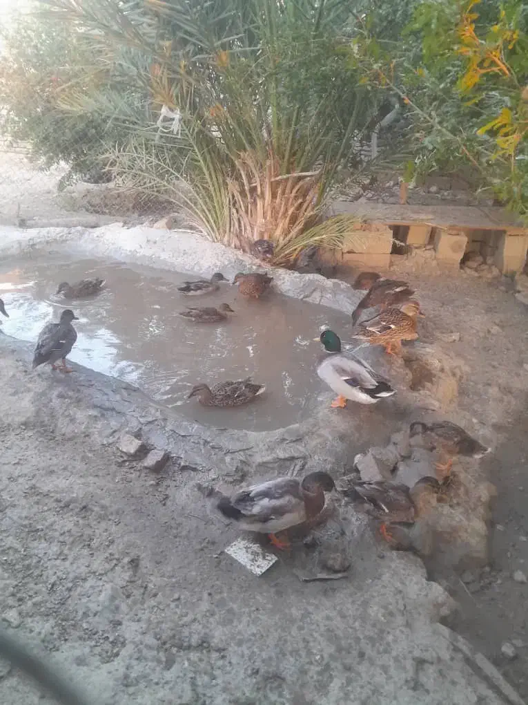 اوردک پروازی|حیوانات مزرعه|رحمت‌آباد, |دیوار