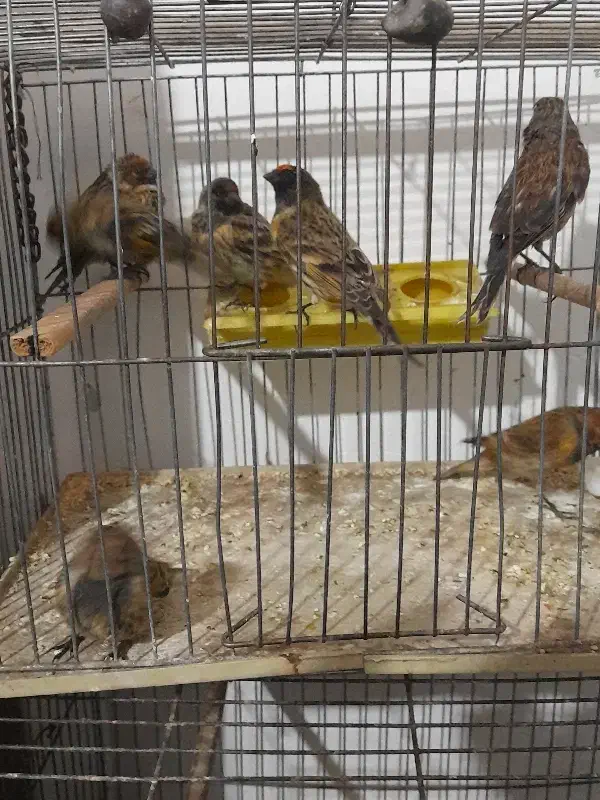 سهره گلبسر|پرنده|قزوین, |دیوار