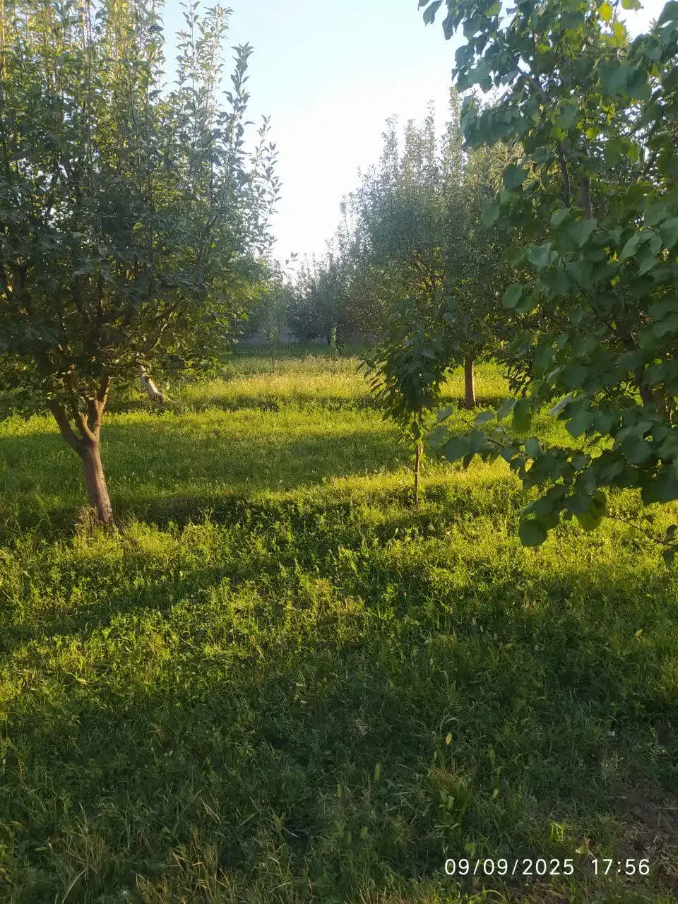 باغ|فروش زمین و ملک کلنگی|باروق, |دیوار