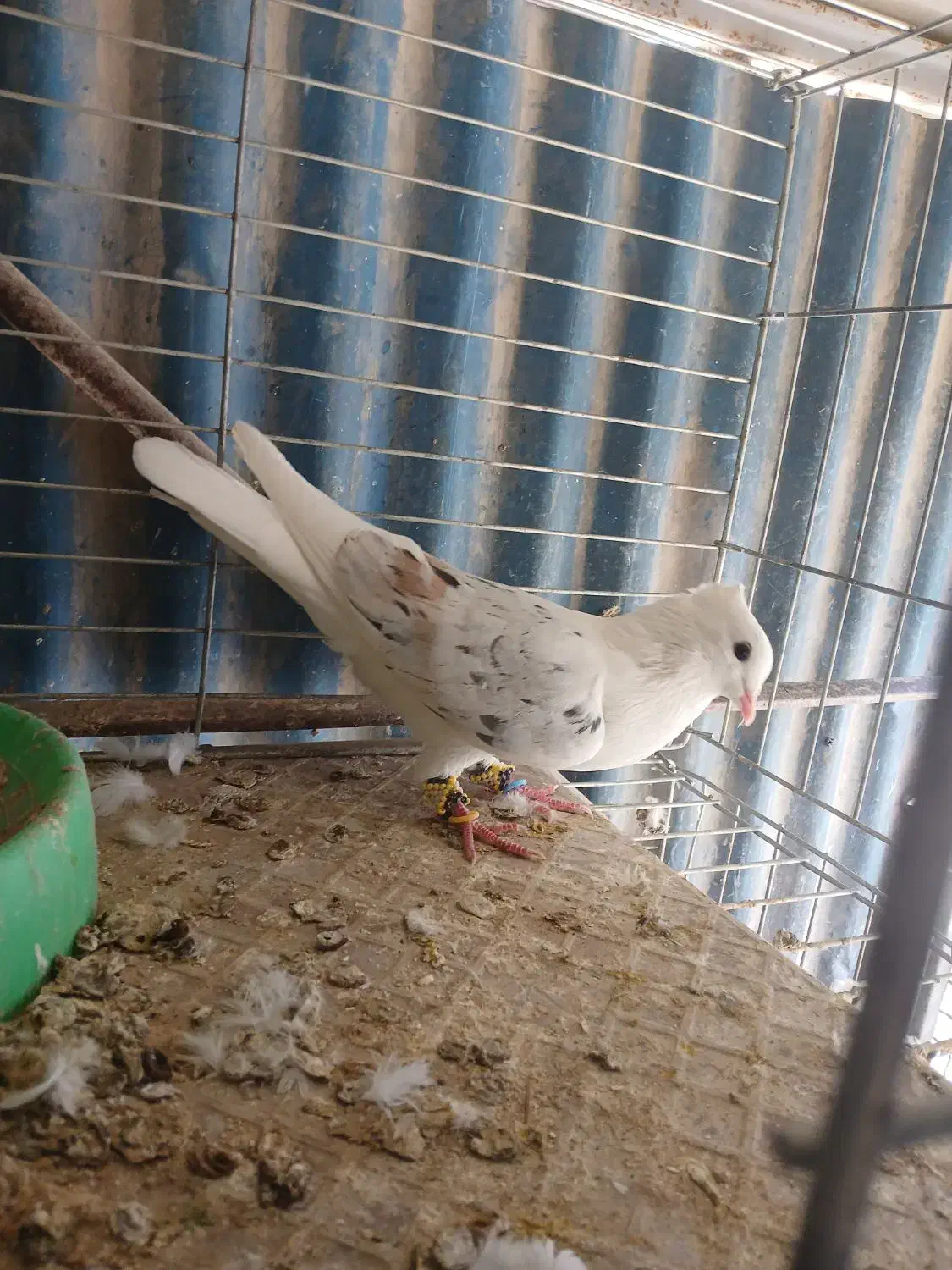 یک جفت سفیدودوکت نر|پرنده|میناب, |دیوار