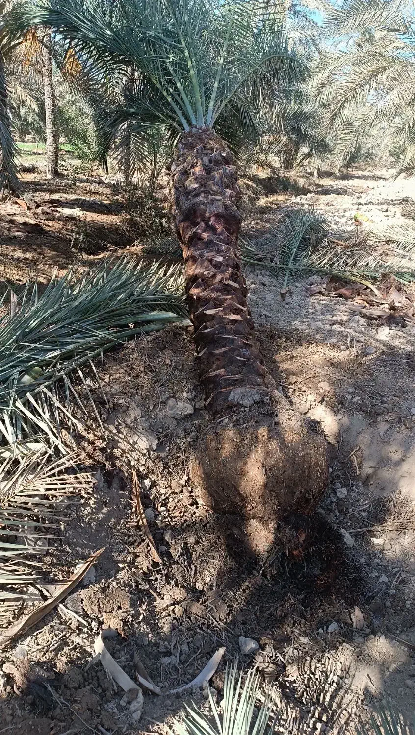 خرید فروش انواع نخل|خدمات باغبانی و درختکاری|شادگان, |دیوار